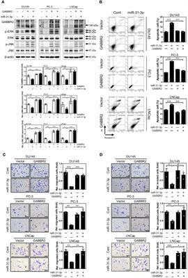 Corrigendum: miR-31-3p functions as a tumor suppressor by directly targeting GABBR2 in prostate cancer